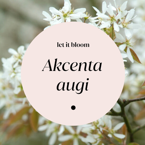 Akcenta augi dārzam