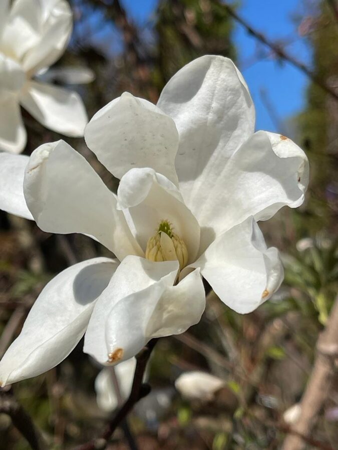 Lēbnera magnolija 'Merrill' (Magnolia loebneri), dižstāds, daudzstumbru forma, olveida vainags, 4 dažādi izmēri