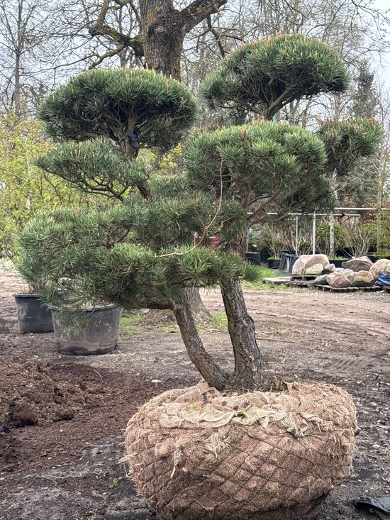 Parastās priedes (Pinus sylvestris) BONSAI-NIWAKI dižstāds (Nr.7) – unikālas formas koks