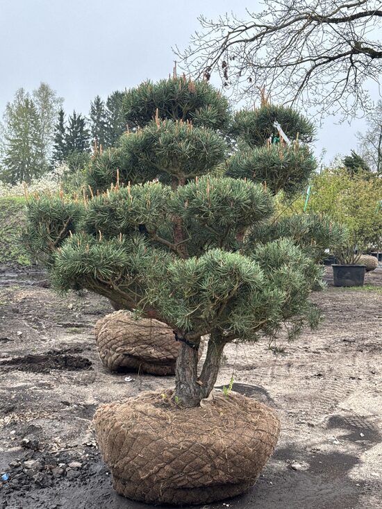 Parastās priedes (Pinus sylvestris) BONSAI-NIWAKI dižstāds (Nr.9) – unikālas formas koks