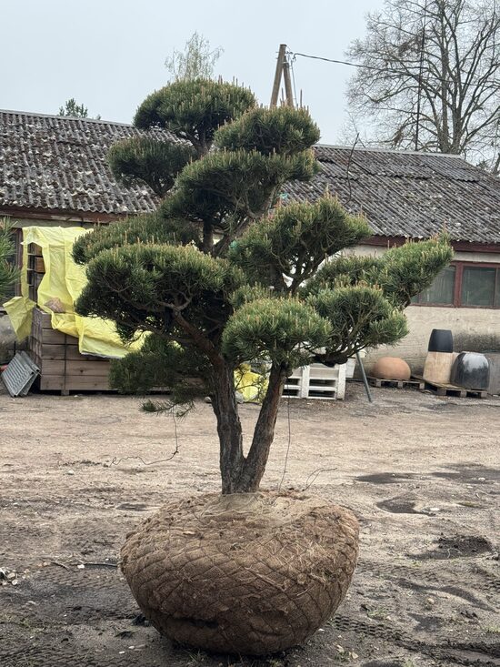 Parastās priedes (Pinus sylvestris) BONSAI-NIWAKI dižstāds (Nr.8) – unikālas formas koks