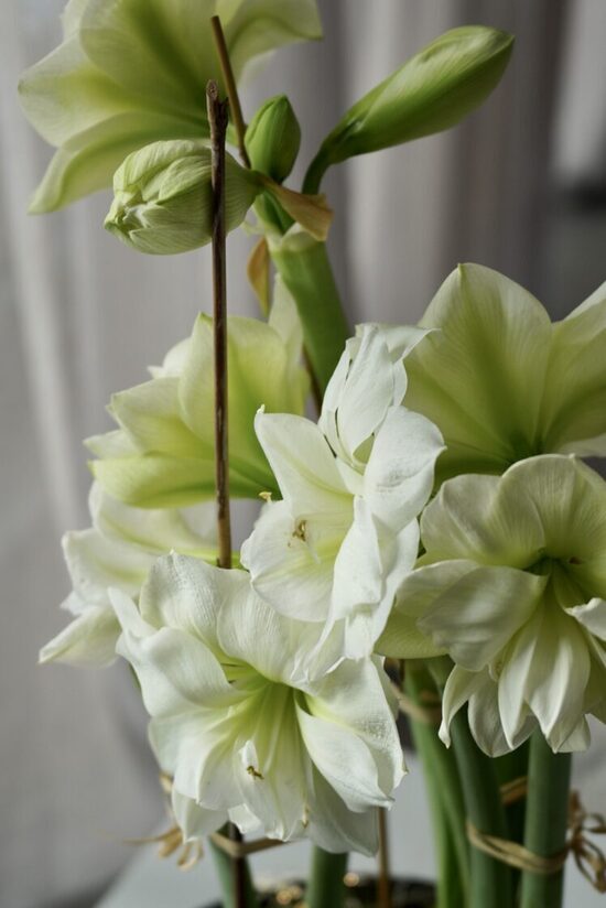 Baltu pildītu ziedu amariļļu un melnās Meet Joe Black bļodas komplekts iekštelpu kompozīcijai