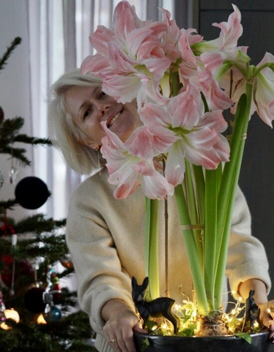 Balti rozā pildītu ziedu amariļļu un antracīta bļodas komplekts iekštelpu kompozīcijai