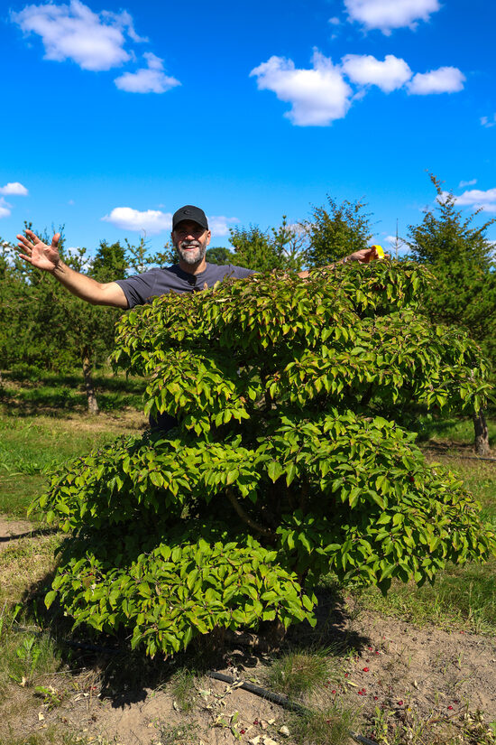 Parastā kizila BONSAI-NIWAKI dižstāds (Nr.9) – unikālas formas koks