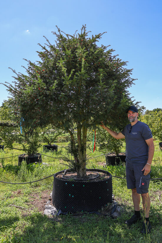 Parastās īves BONSAI-NIWAKI dižstāds (Nr.13) – unikālas formas koks