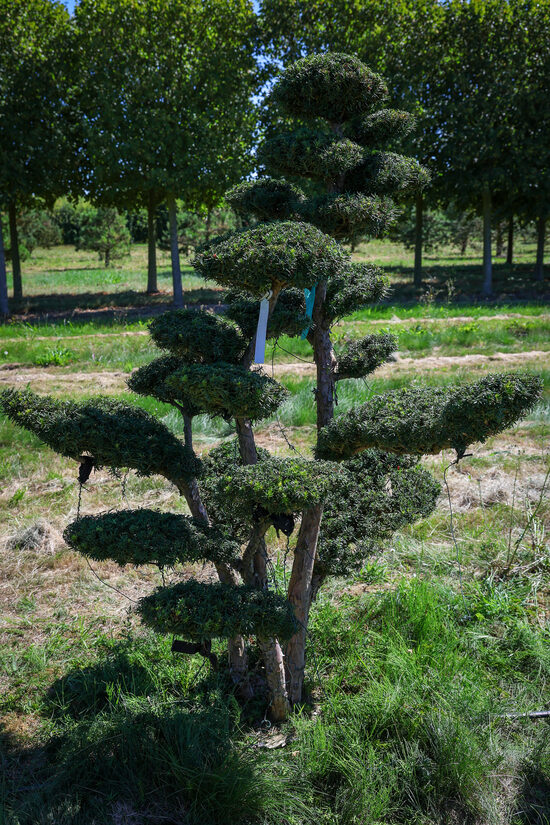 Vidējās īves BONSAI-NIWAKI dižstāds (Nr.12) – unikālas formas koks