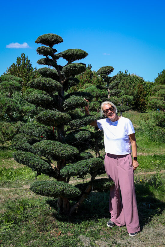 Vidējās īves BONSAI-NIWAKI dižstāds (Nr.11) – unikālas formas koks