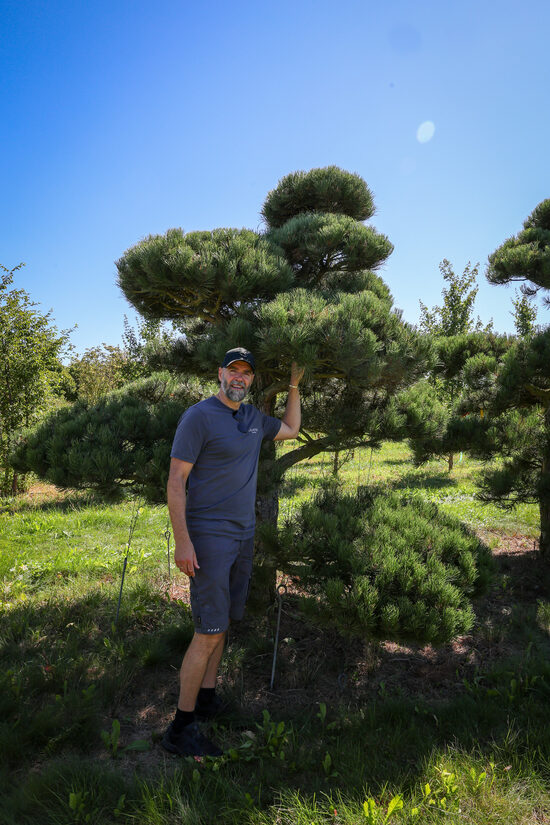 Melnās priedes NIWAKI dižstāds (Nr.7) – unikālas formas koks