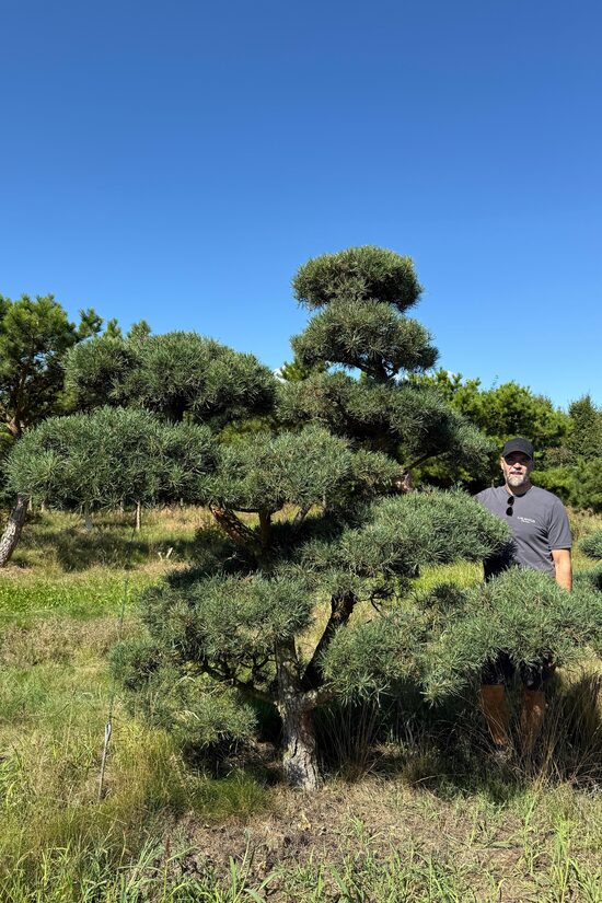 Parastās priedes NIWAKI dižstāds (Nr.5) – unikālas formas koks