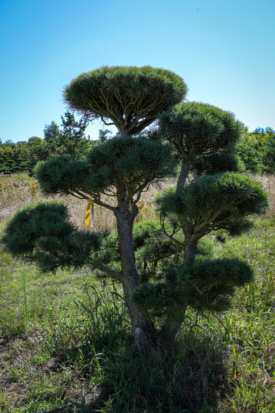 Parastās priedes BONSAI-NIWAKI dižstāds (Nr.4) – unikālas formas koks