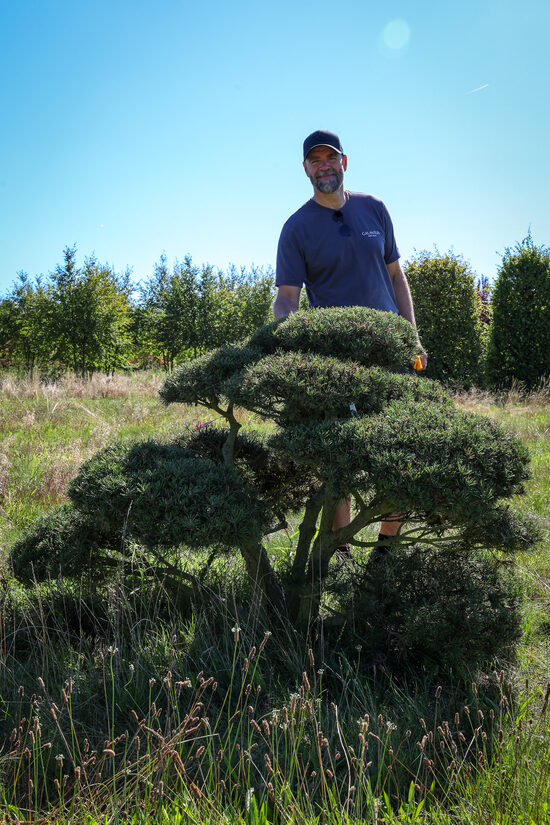 Kalnu priedes BONSAI-NIWAKI dižstāds (Nr.6) – unikālas formas miniatūrs koks