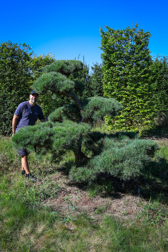 Parastās priedes NIWAKI dižstāds (Nr.2) – unikālas formas koks
