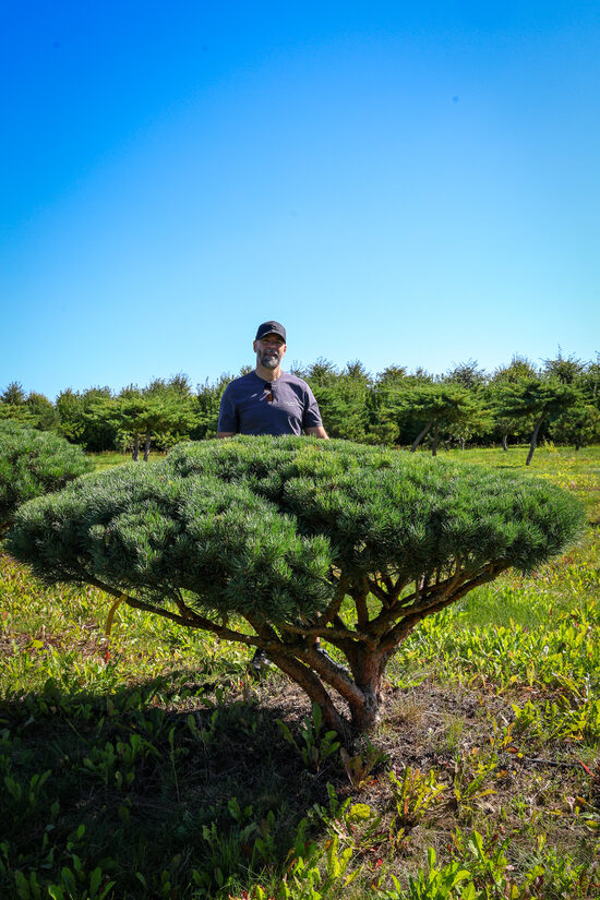 Parastās priedes BONSAI-NIWAKI dižstāds (Nr.18) – unikālas formas koks