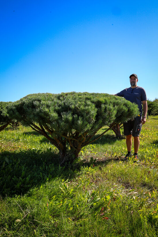 Parastās priedes BONSAI-NIWAKI dižstāds (Nr.17) – unikālas formas koks