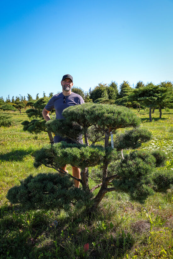 Parastās priedes BONSAI-NIWAKI dižstāds (Nr.3) – unikālas formas koks