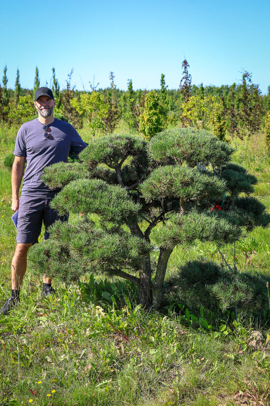 Parastās priedes BONSAI-NIWAKI dižstāds (Nr.1) – unikālas formas koks