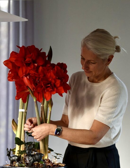 Sarkanu pildītu ziedu amariļļu un baltas krēmkrāsas keramikas bļodas komplekts iekštelpu kompozīcijai