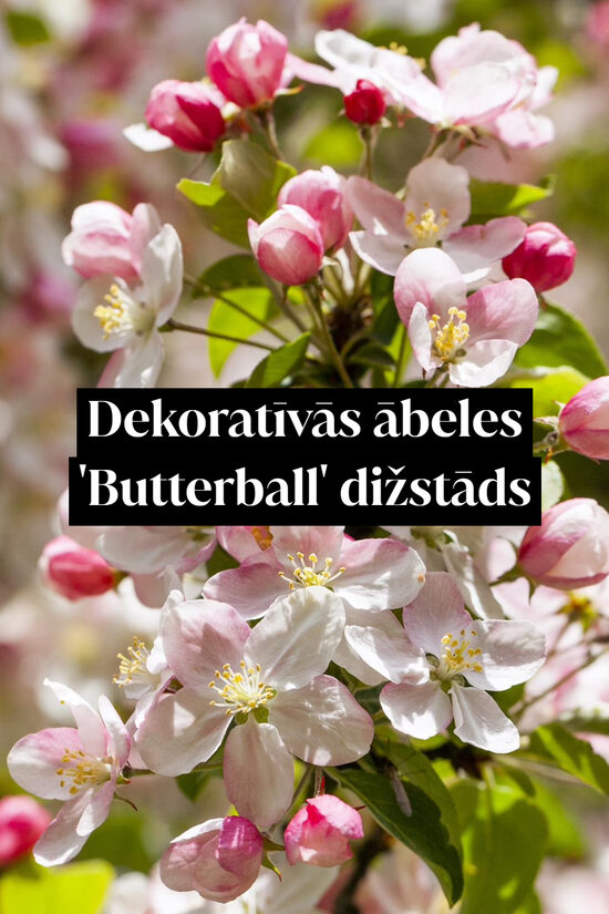 Dekoratīvās ābeles 'Butterball' dižstāds - daudzstumbru forma