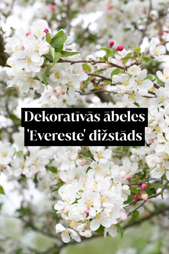 Dekoratīvās ābeles 'Evereste' dižstāds - daudzstumbru forma, 3 dažādi izmēri