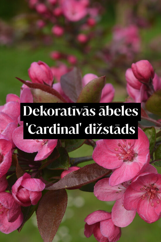 Dekoratīvās ābeles 'Cardinal' dižstāds - daudzstumbru forma