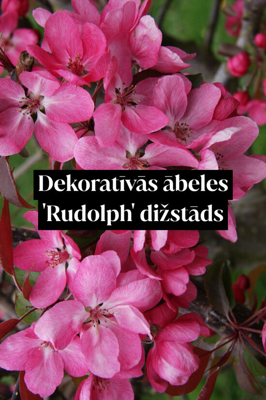 Dekoratīvās ābeles 'Rudolph' dižstāds - daudzstumbru forma
