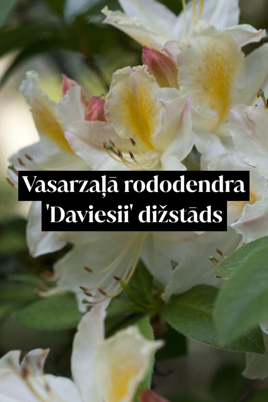 Vasarzaļā rododendra 'Daviesii' dižstāds - kupls, izteiksmīgs krūms, 2 dažādi izmēri