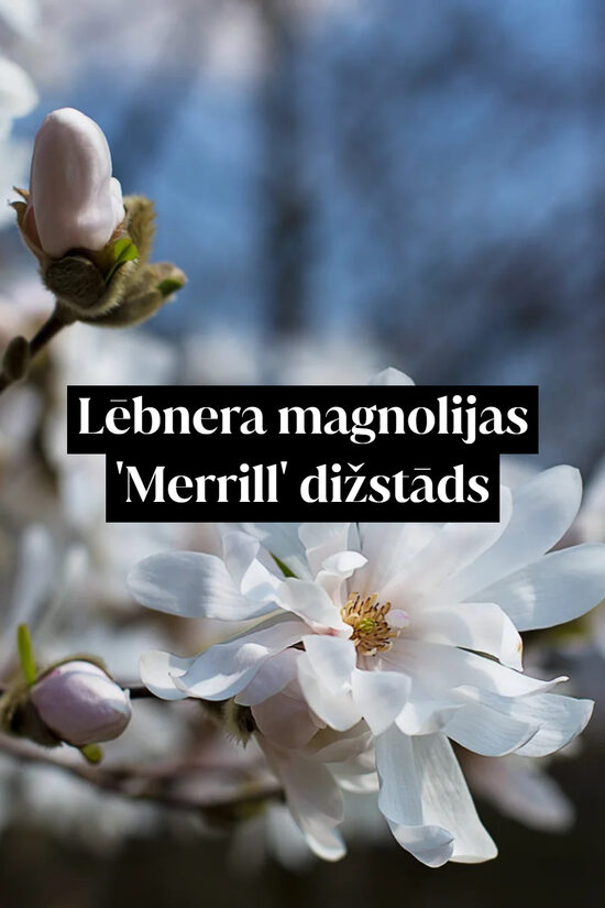 Lēbnera magnolijas 'Merrill' dižstāds - daudzstumbru forma, 3 dažādi izmēri