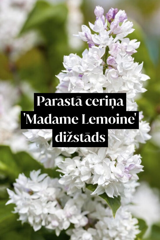 Parastā ceriņa 'Madame Lemoine' dižstāds – kupls, izteiksmīgs krūms, 2 dažādi izmēri