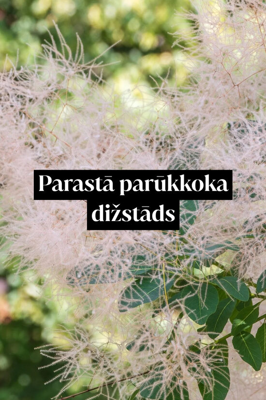 Parastā parūkkoka dižstāds - kupls, izteiksmīgs krūms