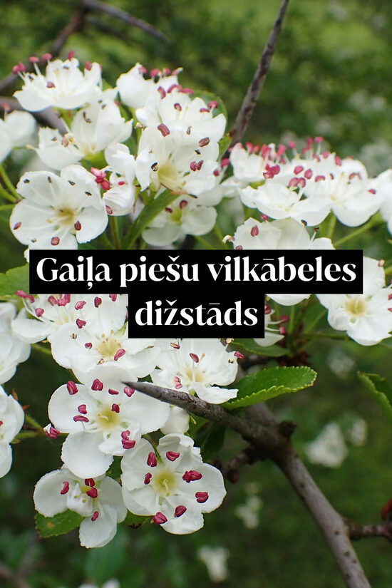 Gaiļa piešu vilkābeles dižstāds - daudzstumbru forma