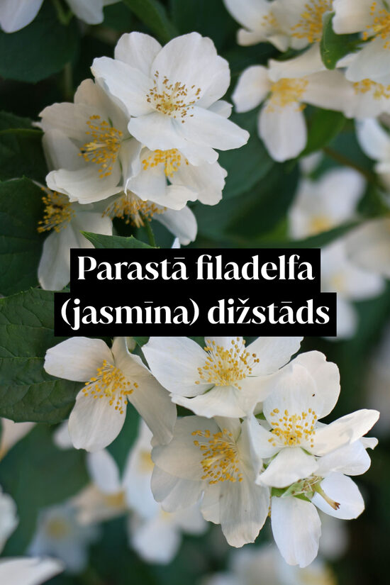 Parastā filadelfa (jasmīna) dižstāds – kupls, izteiksmīgs krūms