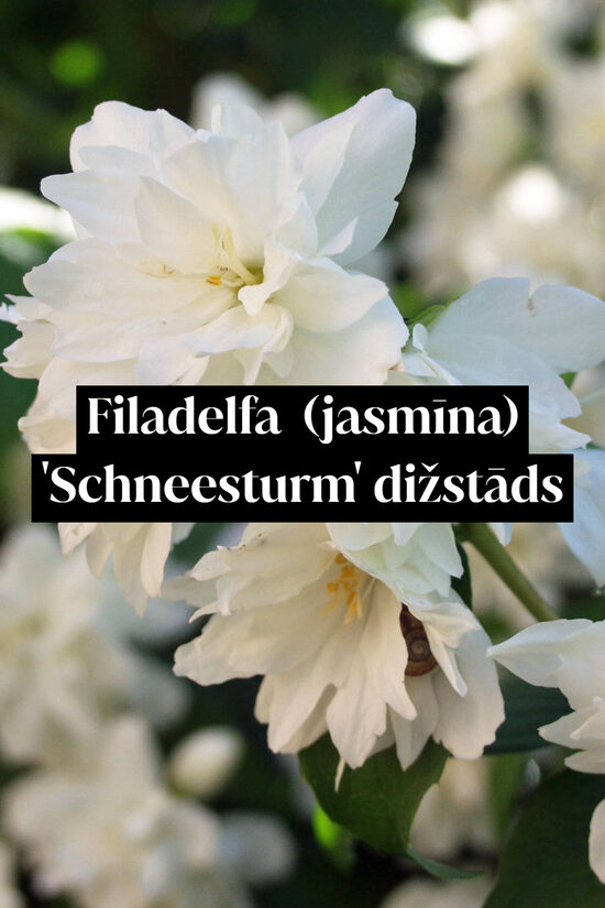 Filadelfa (jasmīna) 'Schneesturm' dižstāds – kupls, izteiksmīgs krūms