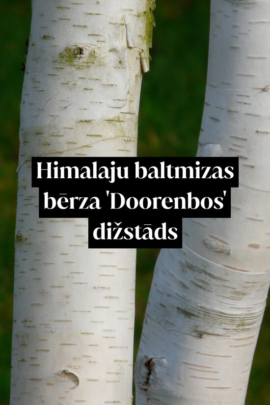 Himalaju baltmizas bērza 'Doorenbos' dižstāds - daudzstumbru forma