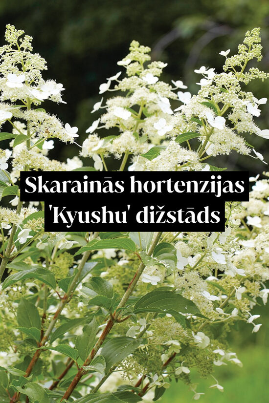 Skarainās hortenzijas 'Kyushu' dižstāds – kupls, izteiksmīgs krūms, 3 dažādi izmēri