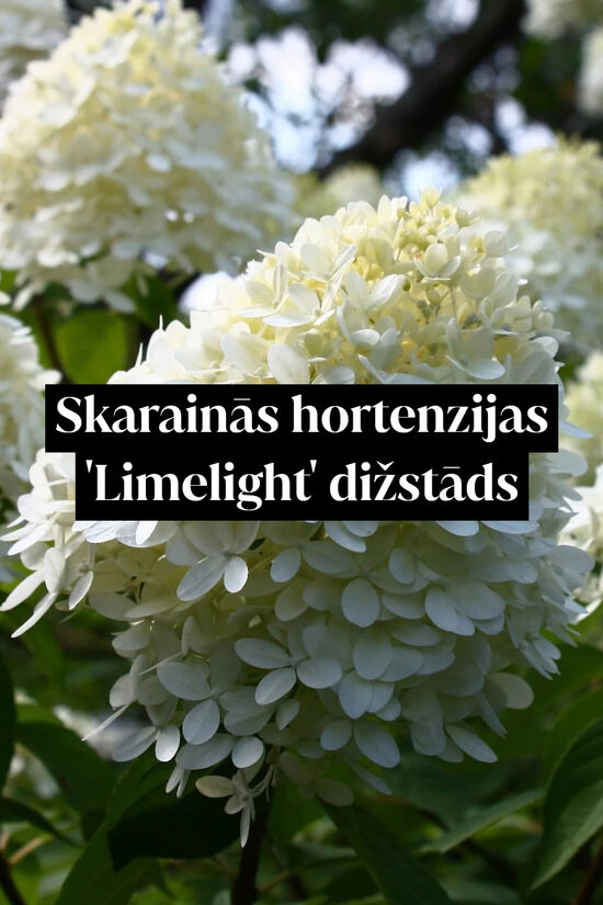 Skarainā hortenzija 'Limelight' dižstāds – kupls, izteiksmīgs krūms, 3 dažādi izmēri