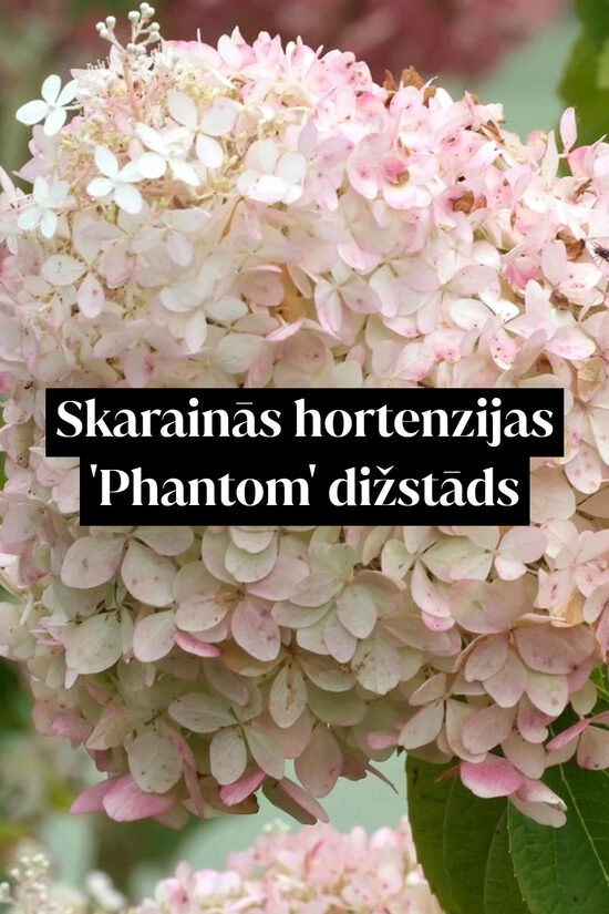Skarainās hortenzijas 'Phantom' dižstāds – kupls, izteiksmīgs krūms, 2 dažādi izmēri