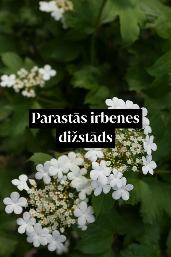 Parastās irbenes dižstāds - kupls, izteiksmīgs krūms