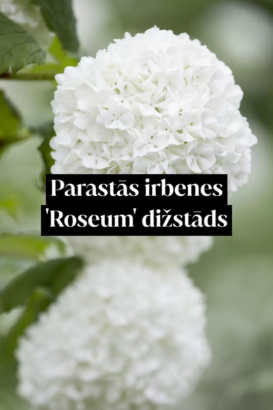 Parastās irbenes 'Roseum' dižstāds - kupls, izteiksmīgs krūms, 2 dažādi izmēri