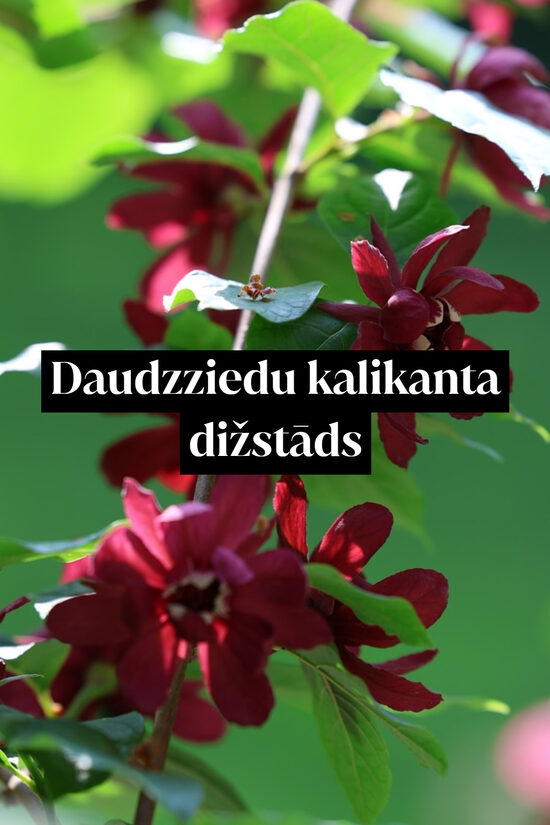 Daudzziedu kalikanta dižstāds - kupls, izteiksmīgs krūms, 2 dažādi izmēri
