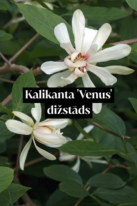 Kalikanta 'Venus' dižstāds - kupls, izteiksmīgs krūms