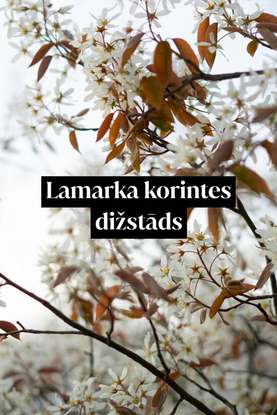 Lamarka korintes dižstāds - daudzstumbru forma, 4 dažādi izmēri