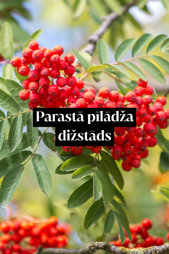 Parastā pīlādža dižstāds - daudzstumbru forma