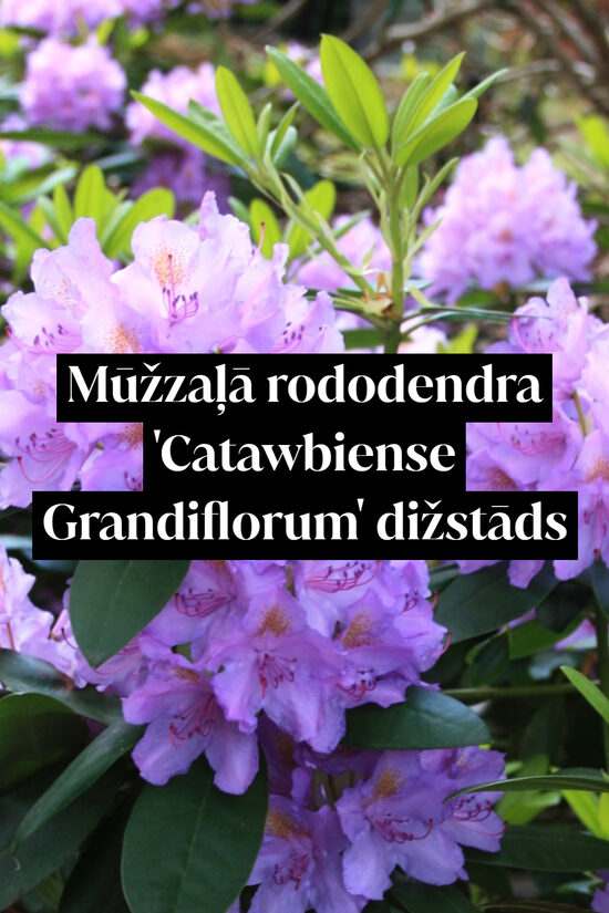 Mūžzaļā rododendra 'Catawbiense Grandiflorum' dižstāds - kupls, izteiksmīgs krūms, 2 dažādi izmēri
