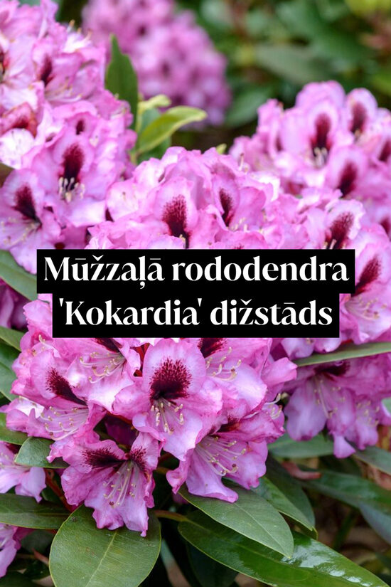 Mūžzaļā rododendra 'Kokardia' dižstāds - lietussarga forma