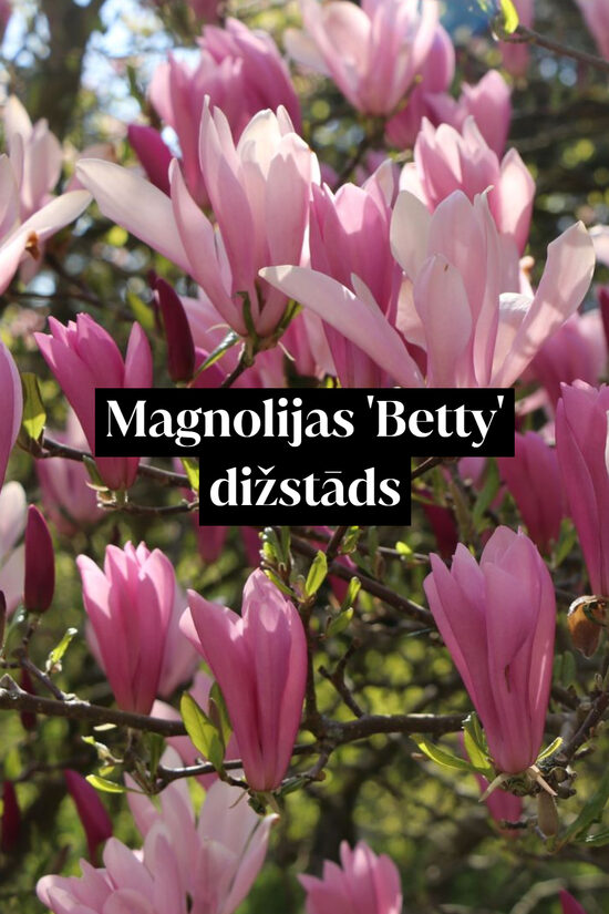 Magnolijas 'Betty' dižstāds - daudzstumbru forma