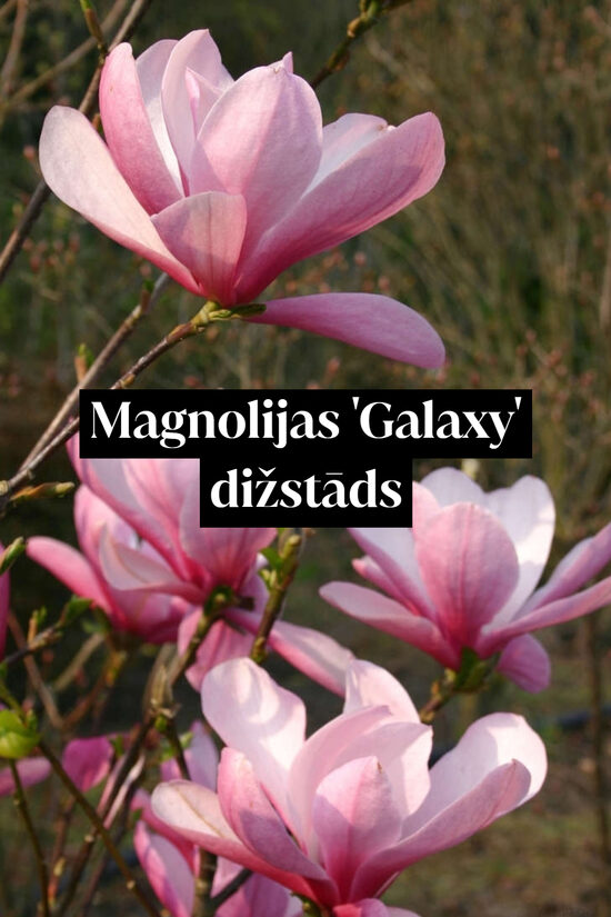Magnolijas 'Galaxy' dižstāds - daudzstumbru forma