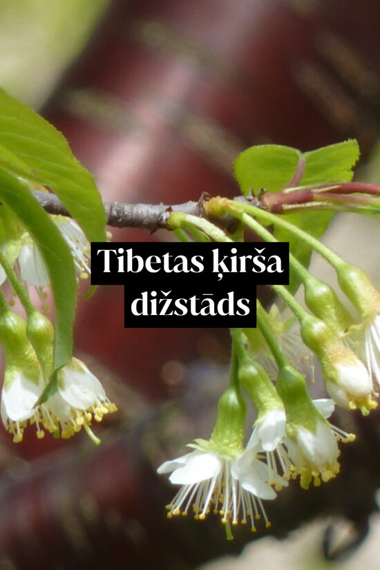 Tibetas ķirša dižstāds - daudzstumbru forma, 2 dažādi izmēri