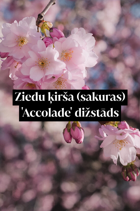 Ziedu ķirša (sakuras) 'Accolade' dižstāds - daudzstumbru forma, 2 dažādi izmēri