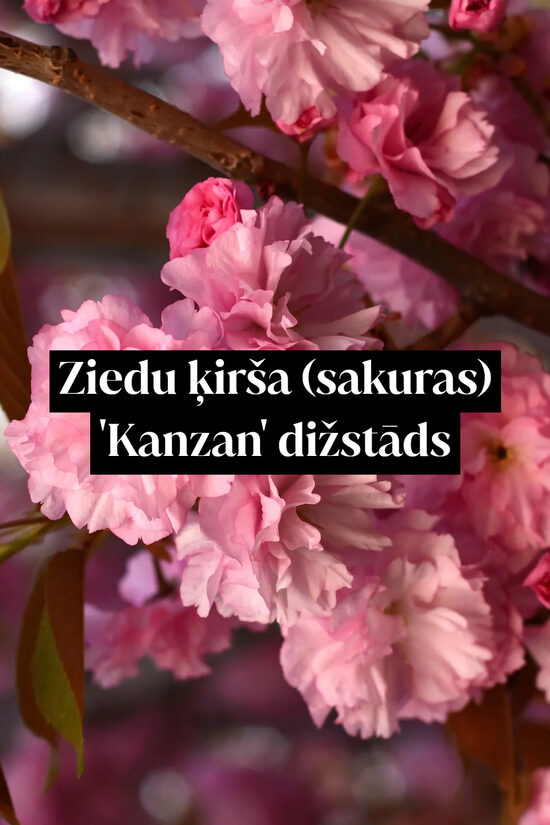 Ziedu ķirša (sakuras) 'Kanzan' dižstāds - daudzstumbru forma, 2 dažādi izmēri