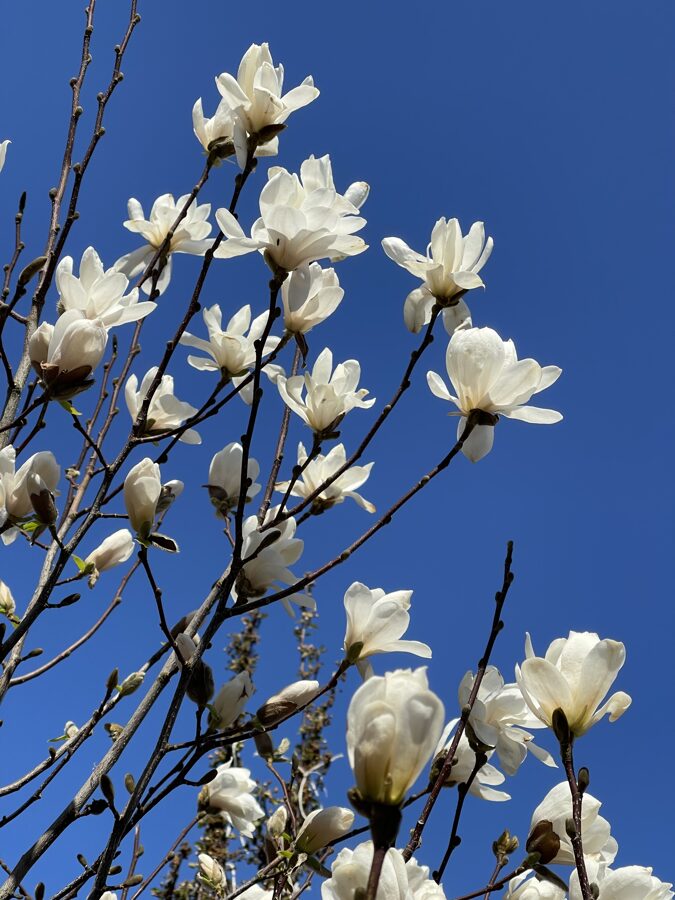 Lēbnera magnolija 'Merrill' (Magnolia loebneri), dižstāds, daudzstumbru forma, olveida vainags, 4 dažādi izmēri